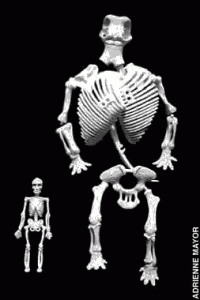 esqueletos comparados