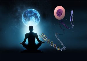 cromosoma meditación
