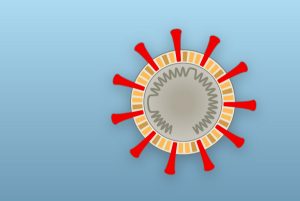 how-coronavirus-infects-a-cell-promo-1583866148761-threeByTwoSmallAt2X-v3