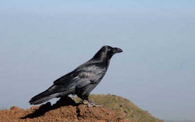 Los cuervos podrían tener conciencia, según la Universidad de Tübingen y Science